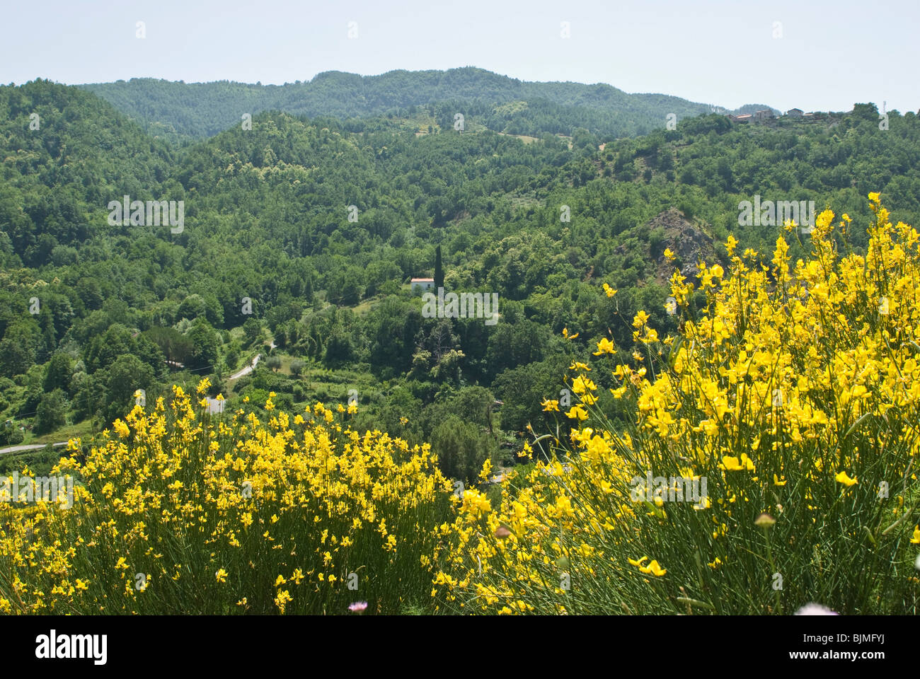 L'Italie, la Basilicate, parc national du Pollino, Green Hills, genêts en fleur Banque D'Images