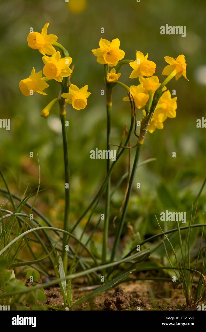 Daffodil jonquille, Narcissus jonquilla en champ marécageux, Algarve, Portugal. Banque D'Images