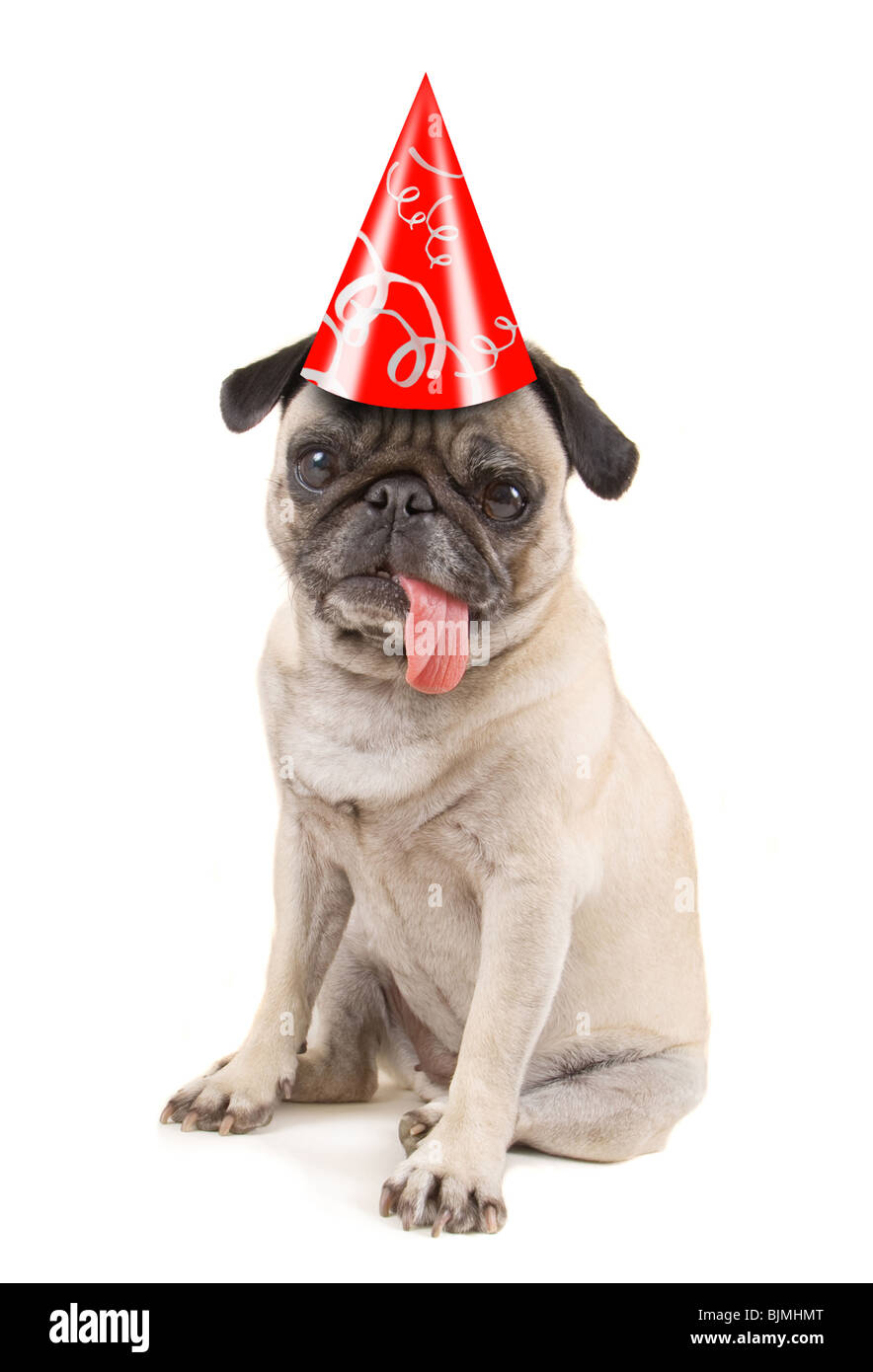 Un chien pug isolé sur fond blanc Banque D'Images