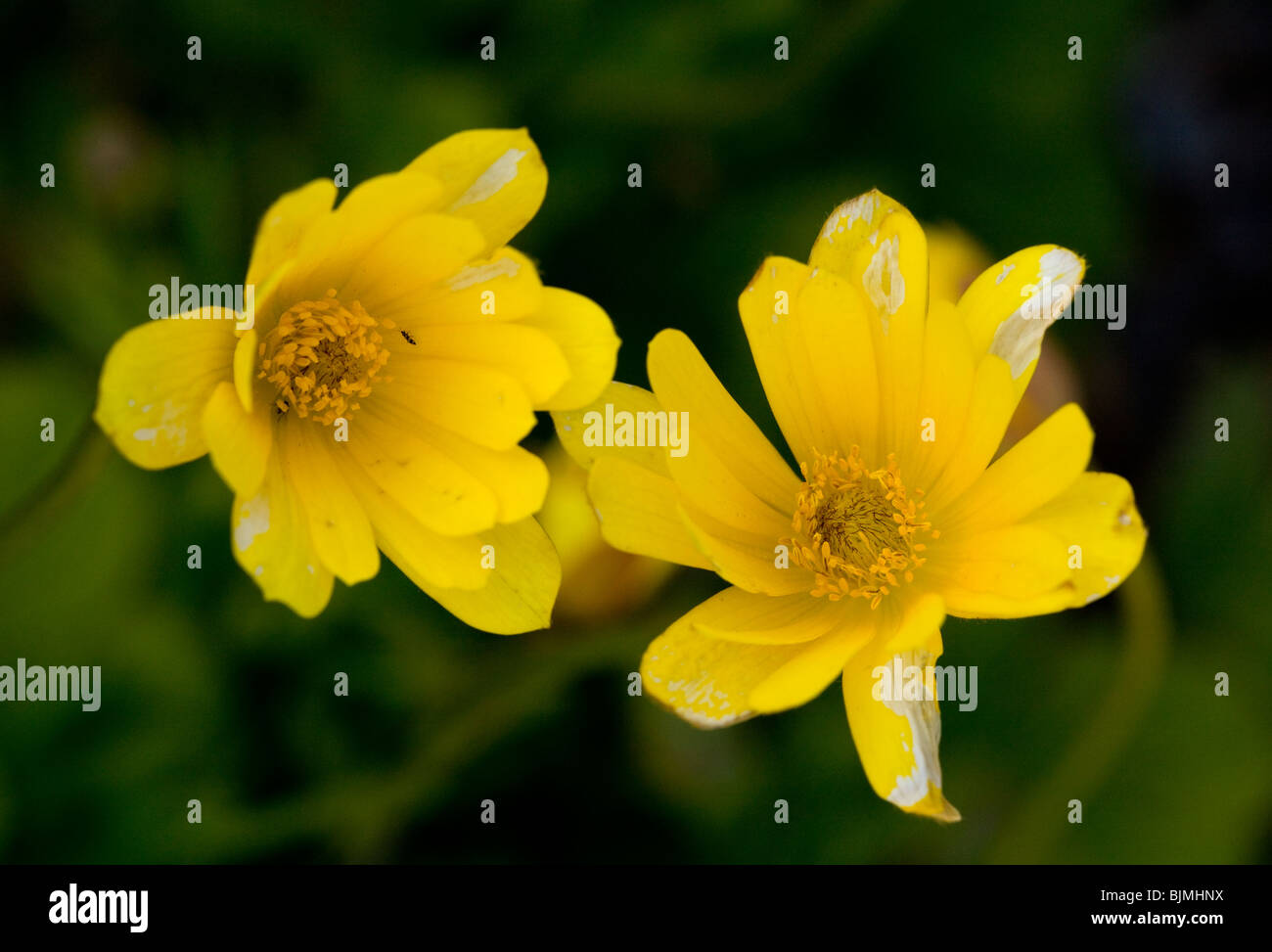 Anémone jaune, Anemone palmata, Algarve, Portugal. Banque D'Images