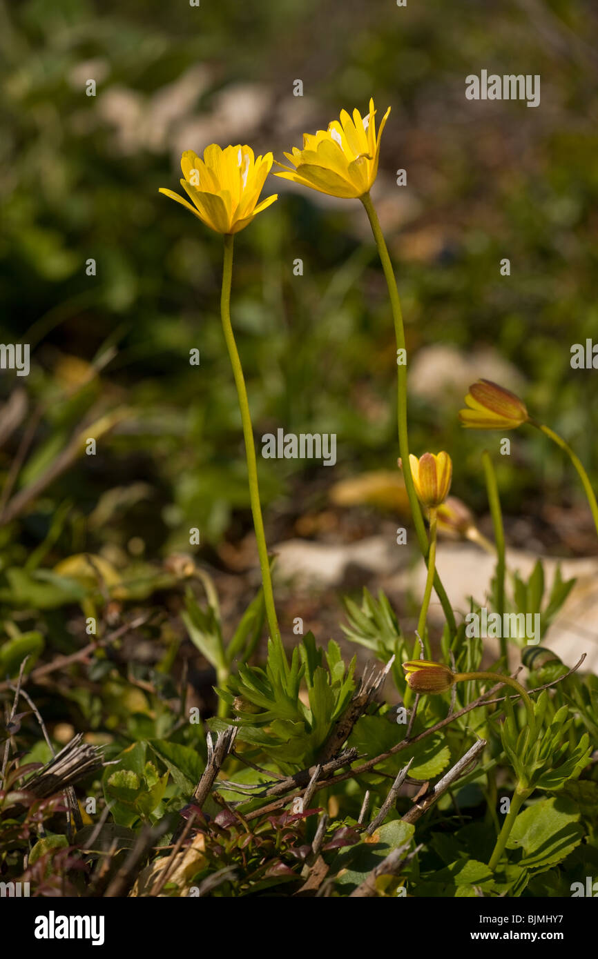 Anémone jaune, Anemone palmata, Algarve, Portugal. Banque D'Images