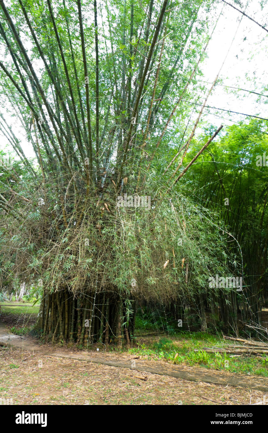 Sommet de bambou géant Panama City Banque D'Images