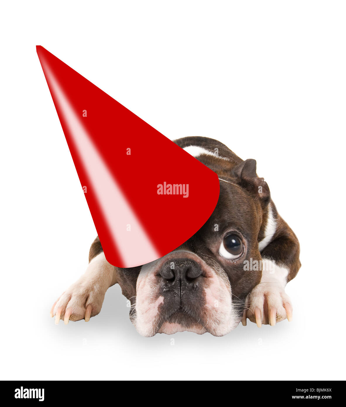 Un boston terrier avec un chapeau d'anniversaire sur Banque D'Images