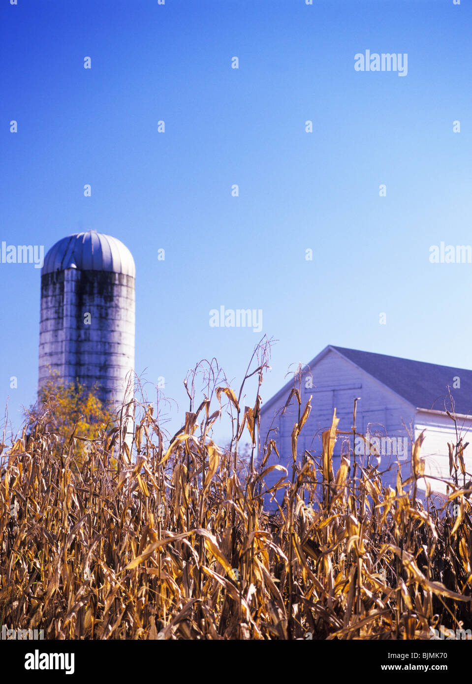 Les tiges de maïs récolté d'or, white barn et silo en arrière-plan, tôt le matin, à l'automne dans le comté de Lancaster, Pennsylvanie, USA Banque D'Images