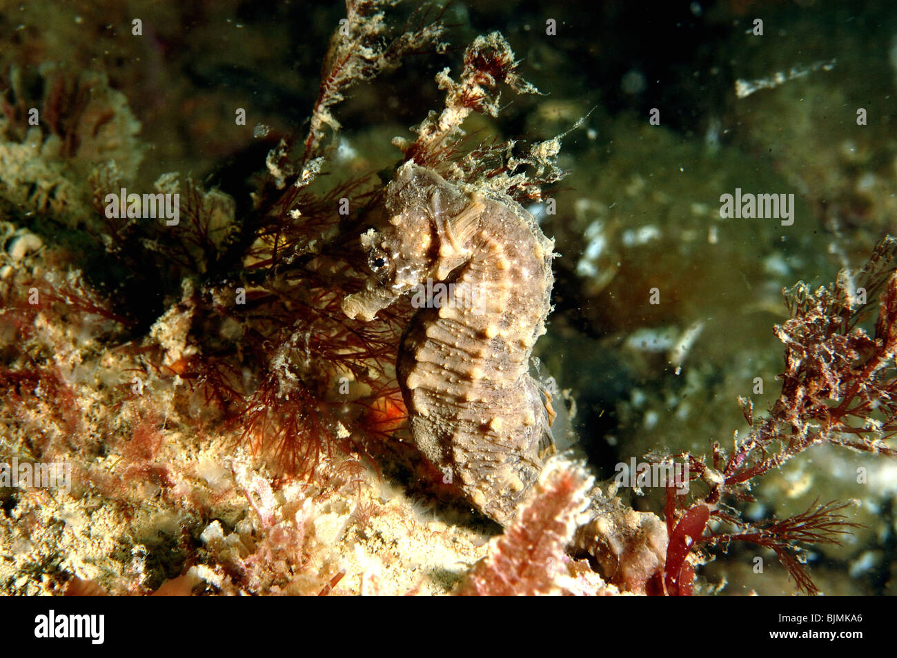 Museau court hippocampe. Hippocampus hippocampus. sur le fond marin, l'anse de Chesil Dorset. mai. Banque D'Images