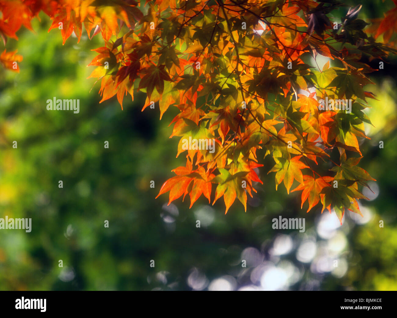 L'érable japonais (Acer palmatum) branches avec des feuilles dans le changement de la couleur de l'automne, au début de l'automne dans le nord-est, New Jersey, USA. Banque D'Images