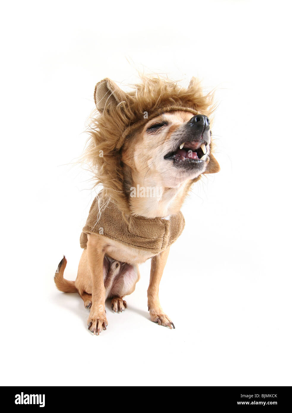 Un chihuahua habillé comme un lion Banque D'Images