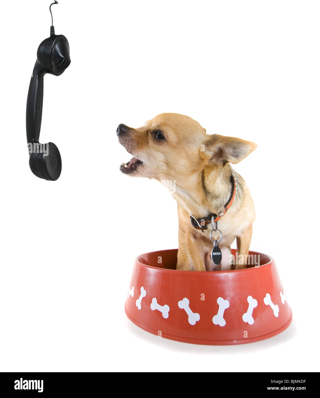Un minuscule chihuahua passant une commande sur le téléphone ! Banque D'Images