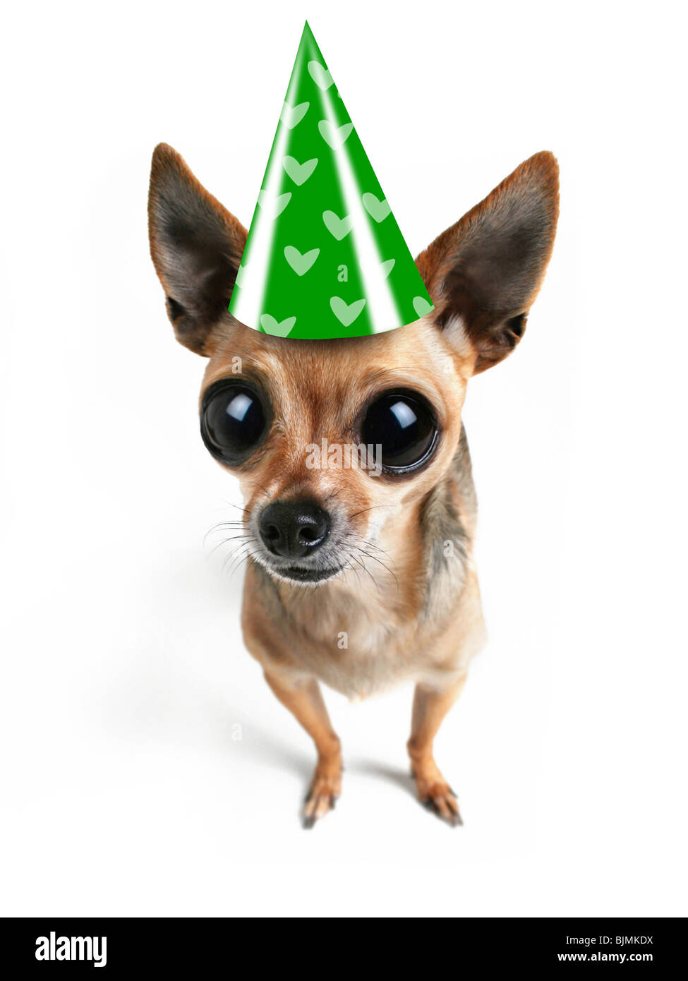 Un chihuahua avec de grands yeux et un chapeau Banque D'Images