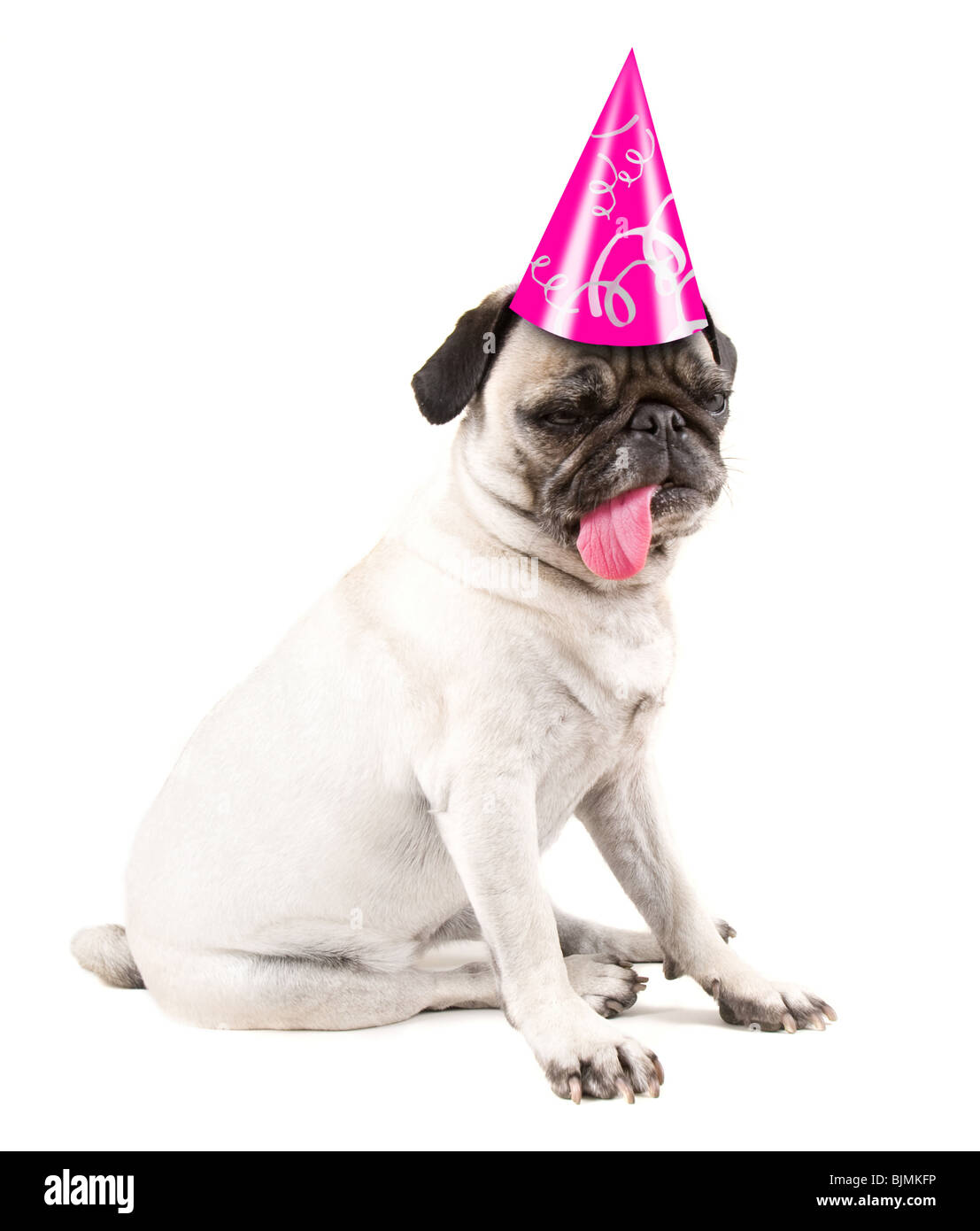 Un chien pug isolé sur fond blanc Banque D'Images