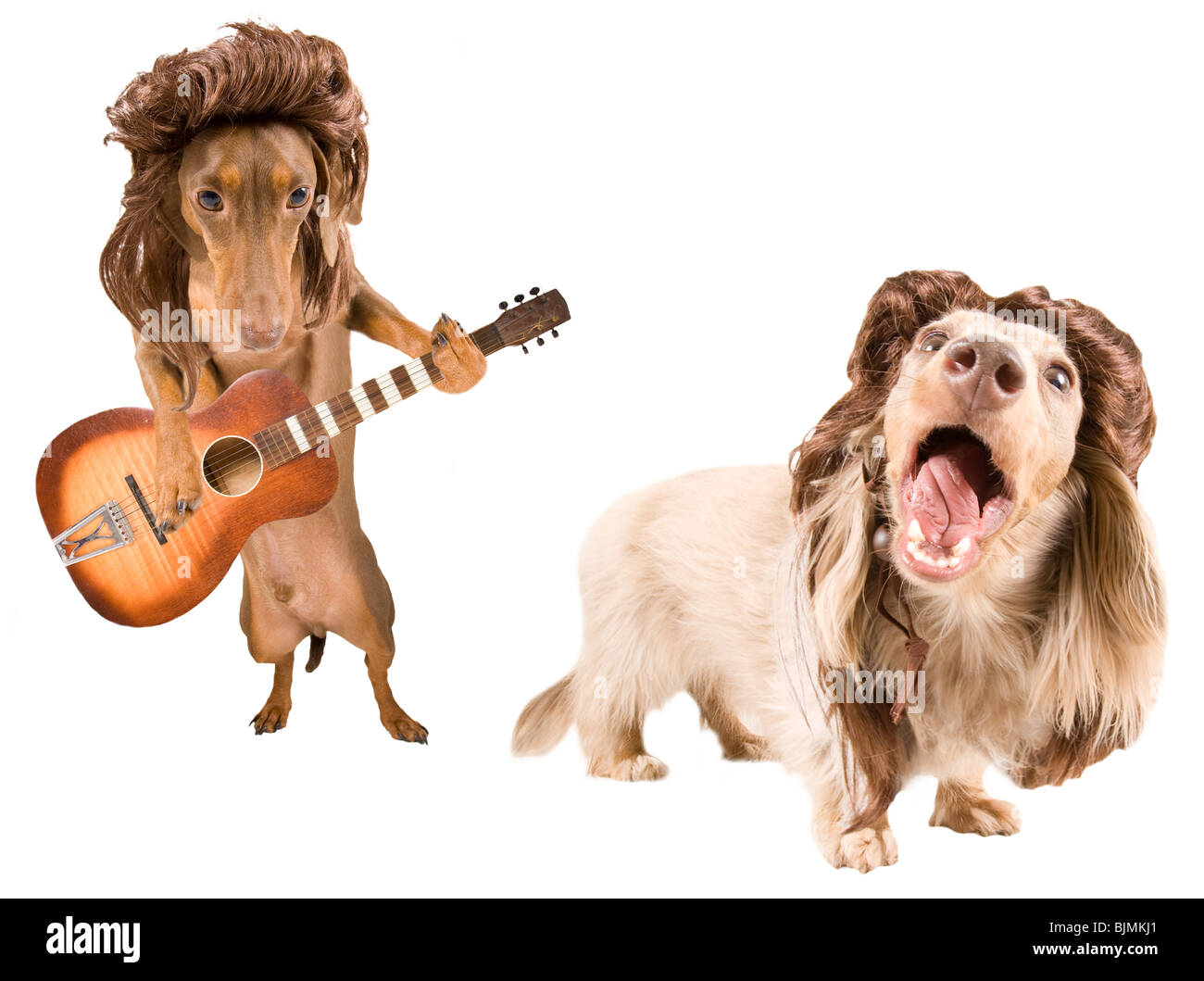 Deux chiens avec des étoiles d'une rock star Banque D'Images