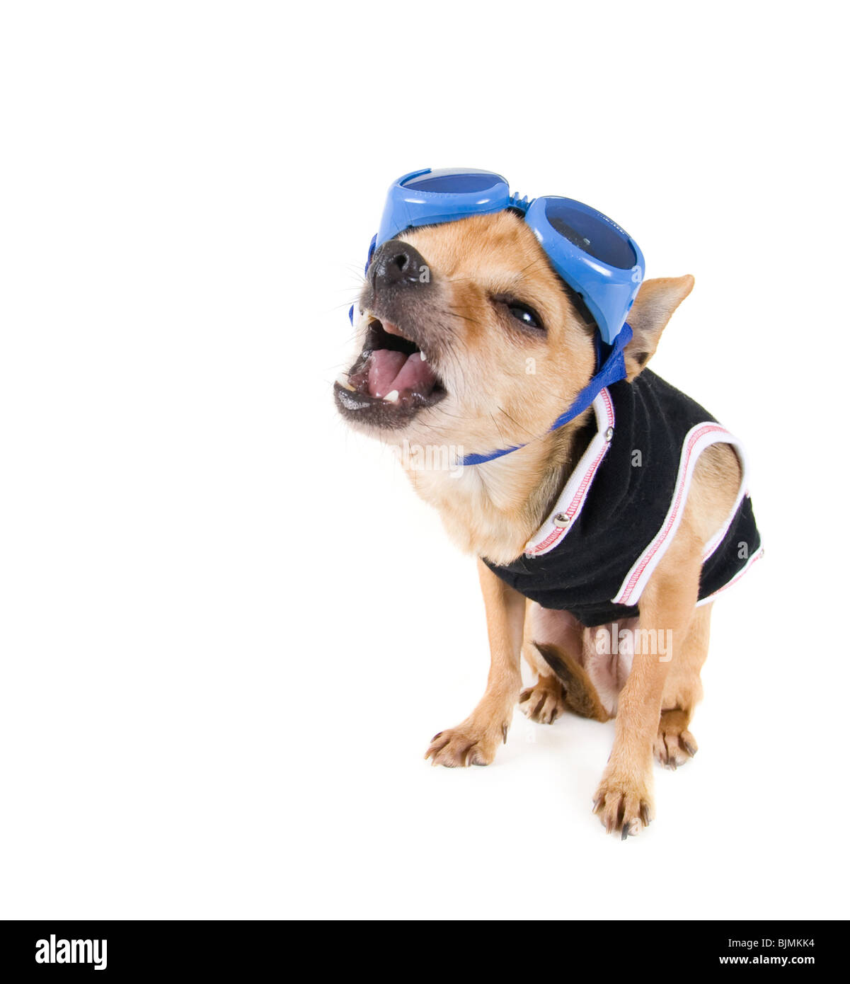 Un minuscule chihuahua avec des lunettes et une veste Banque D'Images
