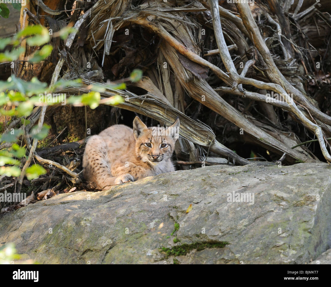 Les jeunes lynx (Lynx lynx), Nationalpark Bayerischer Wald National Park, Bavaria, Germany, Europe Banque D'Images