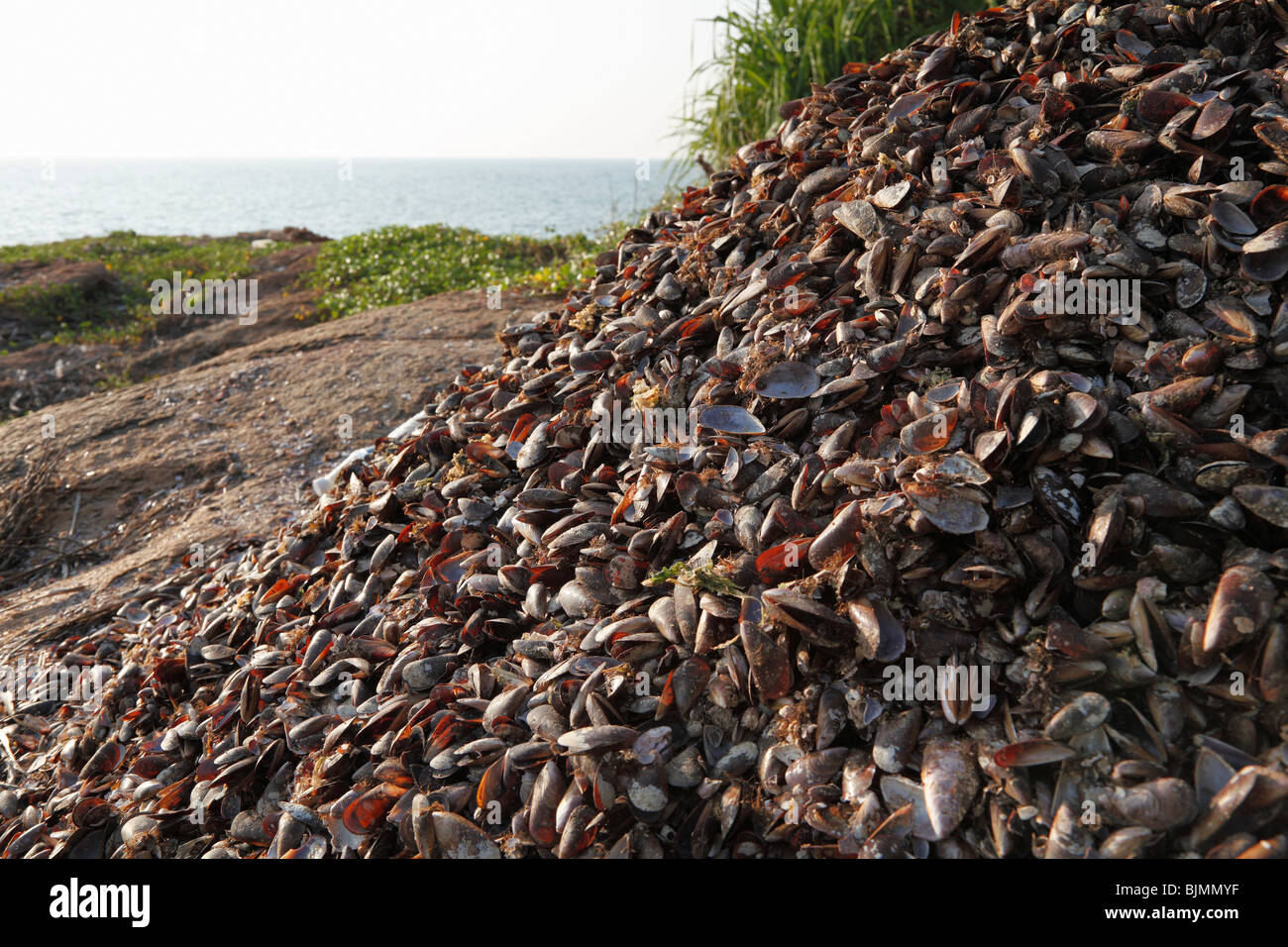 Amas de coquillages, Malabarian Coast, Malabar, Kerala, Inde, Asie Banque D'Images