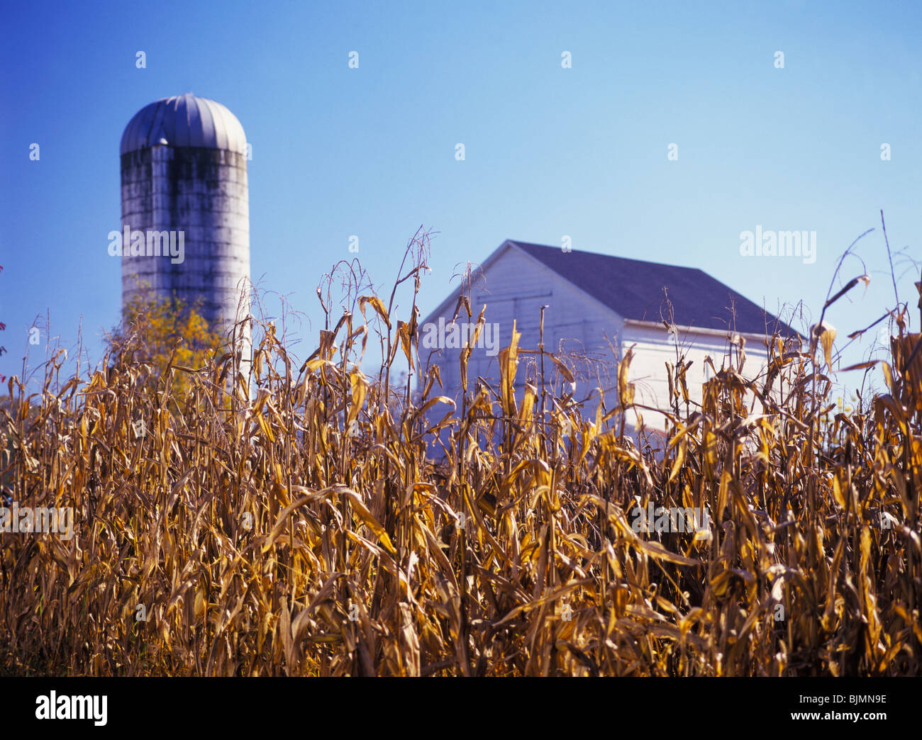Les tiges de maïs récolté d'or, white barn et silo en arrière-plan, tôt le matin, à l'automne dans le comté de Lancaster, Pennsylvanie, USA Banque D'Images