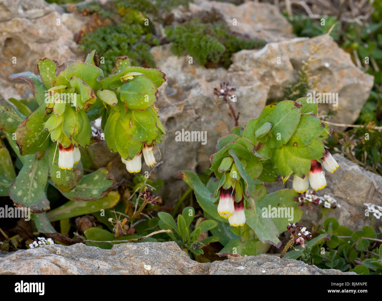 Un Honeywort, Cerinthe major gymnandra ou Cerinthe major ssp. gymnandra, Algarve, Portugal. Banque D'Images