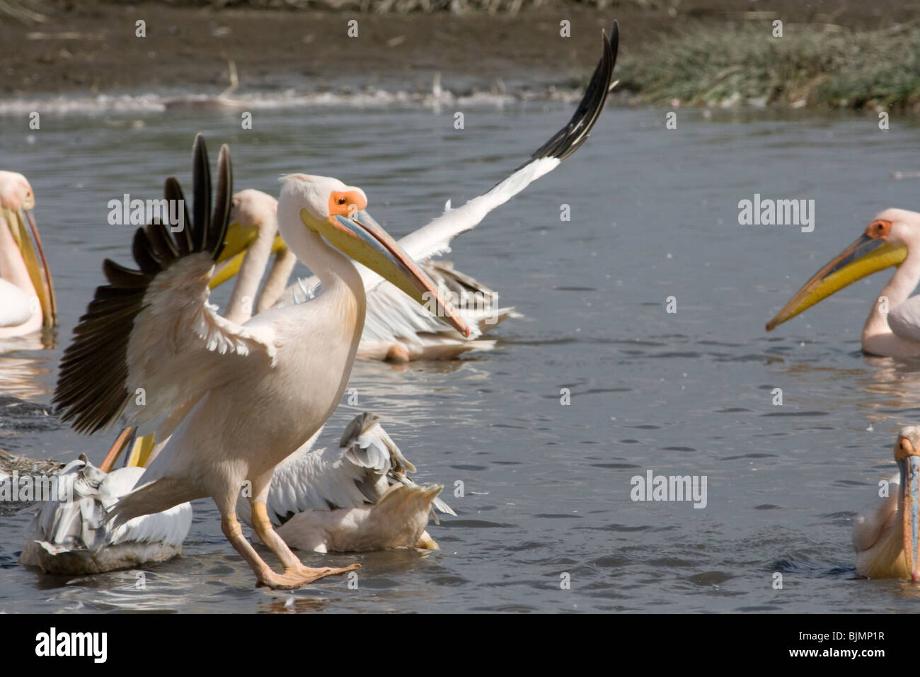 Grand Pélican blanc (Pelecanus onocrotalus ) à l'atterrissage à Lake Nakuru (Kenya). Banque D'Images
