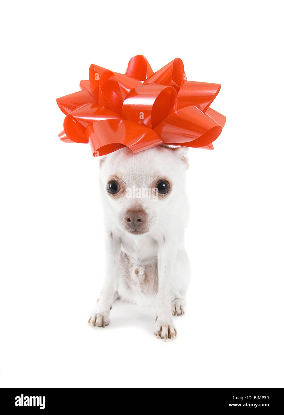 Un minuscule chihuahua blanc avec un arc rouge sur Banque D'Images