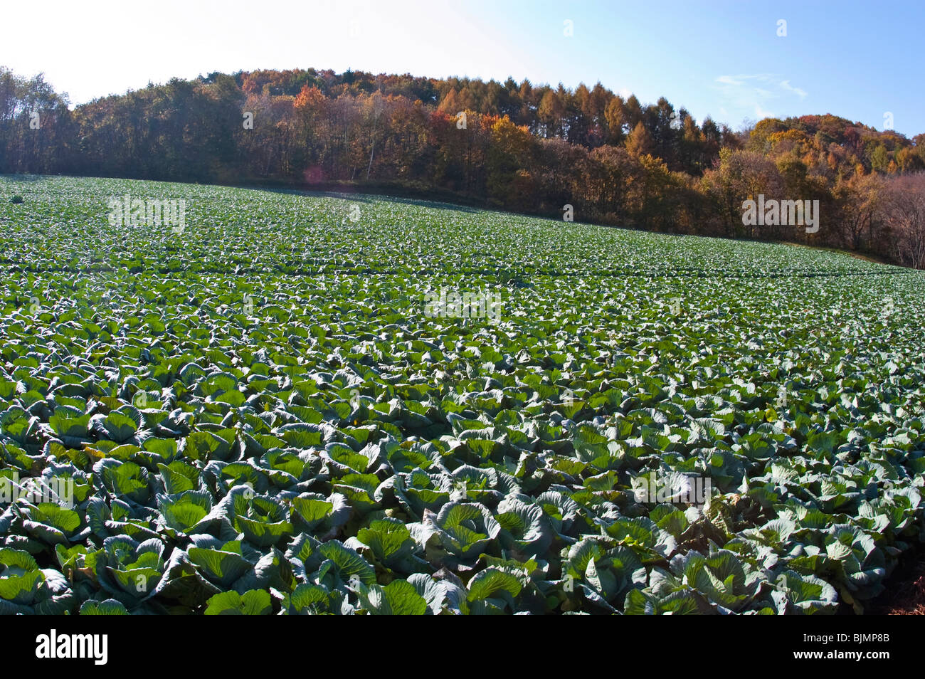 Champ de choux au Japon Banque D'Images
