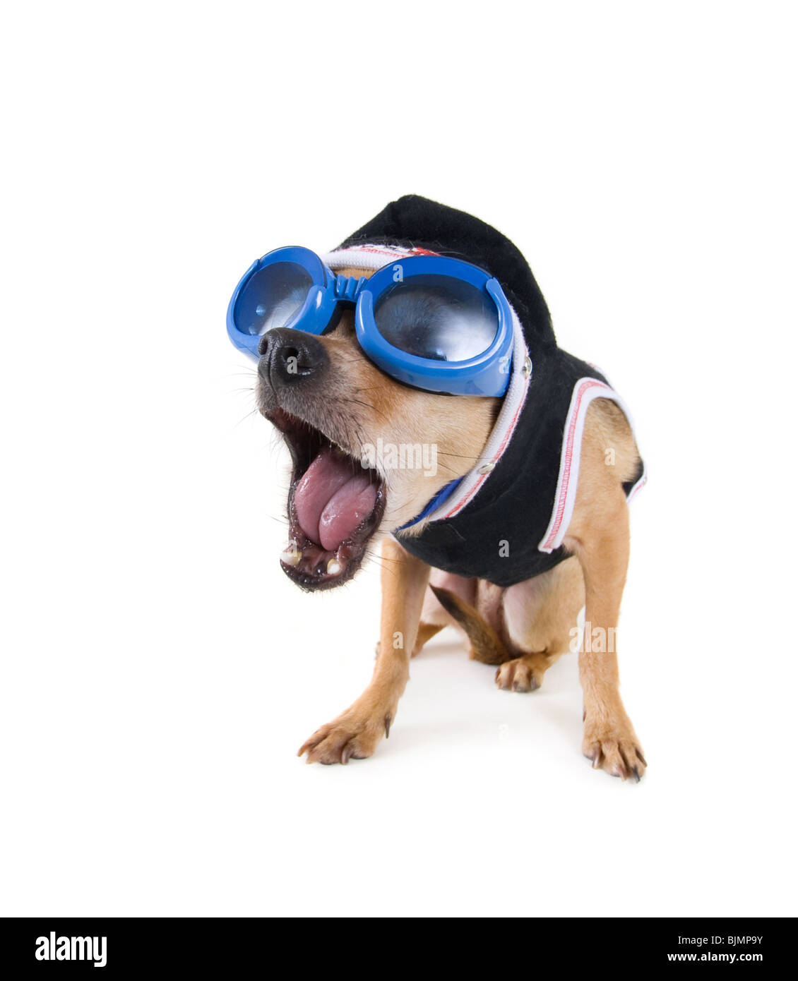 Un minuscule chihuahua avec des lunettes et une veste Banque D'Images