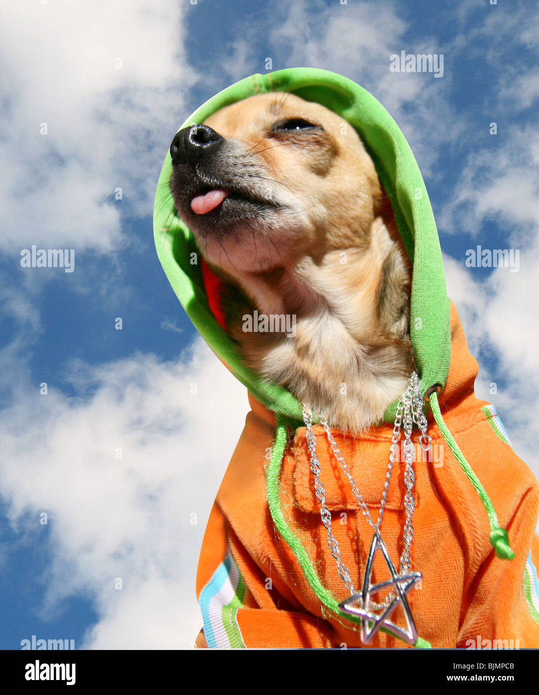 Un chihuahua pimped out dans un hoodie Banque D'Images