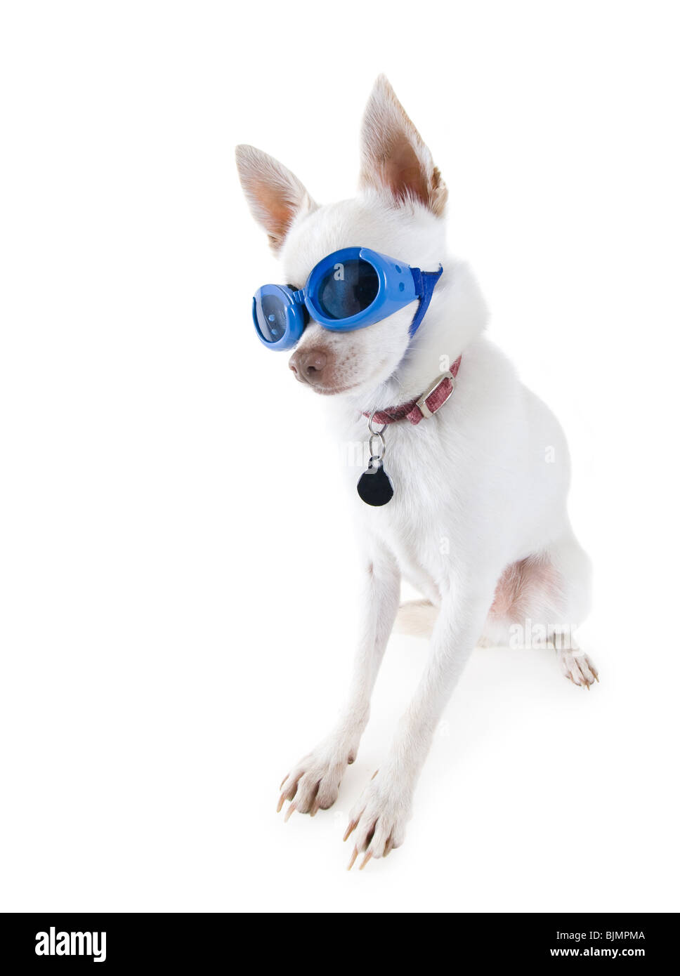 Un minuscule chihuahua blanc avec lunettes sur Banque D'Images
