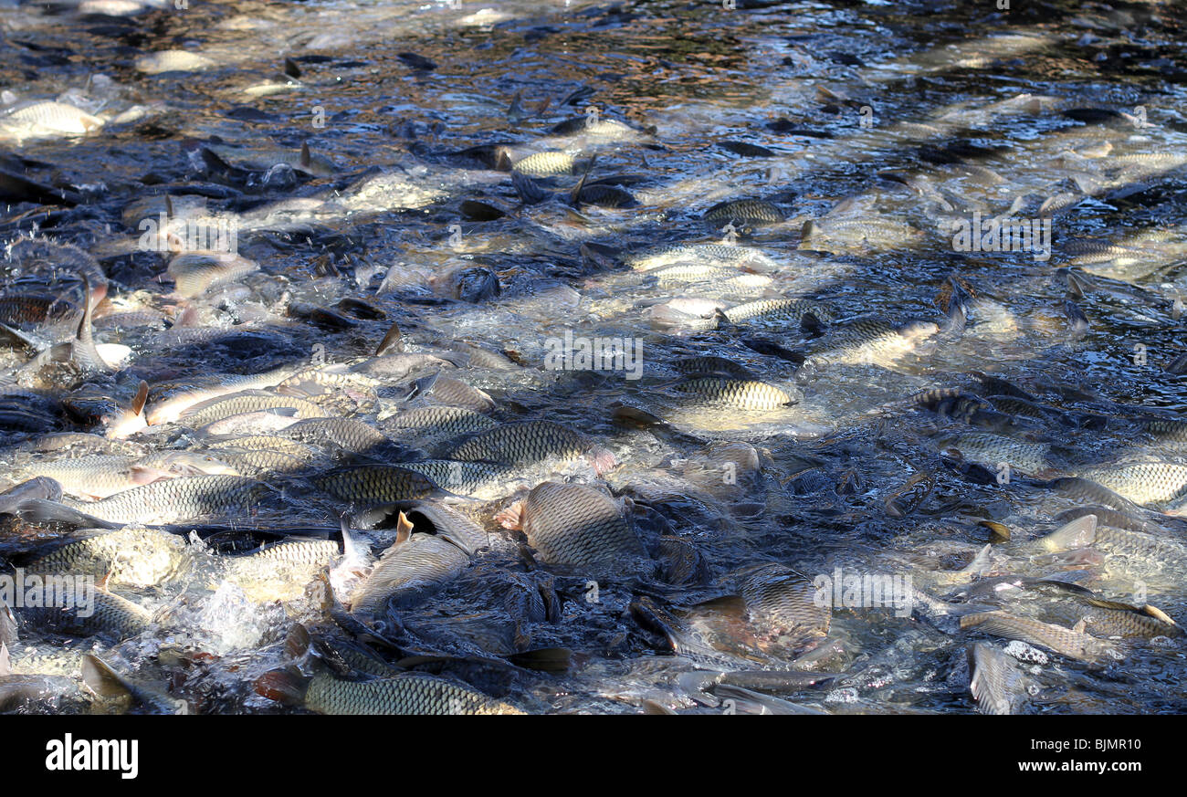 Fish Farm dans la région de Volgograd, Russie Banque D'Images