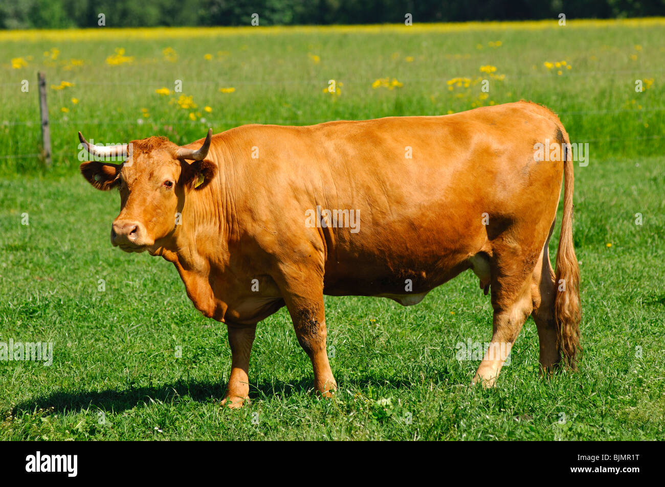 Vache Limousine Rouge Brun Dans Le Pâturage La Race Bovine Limousine Photo Stock Alamy 