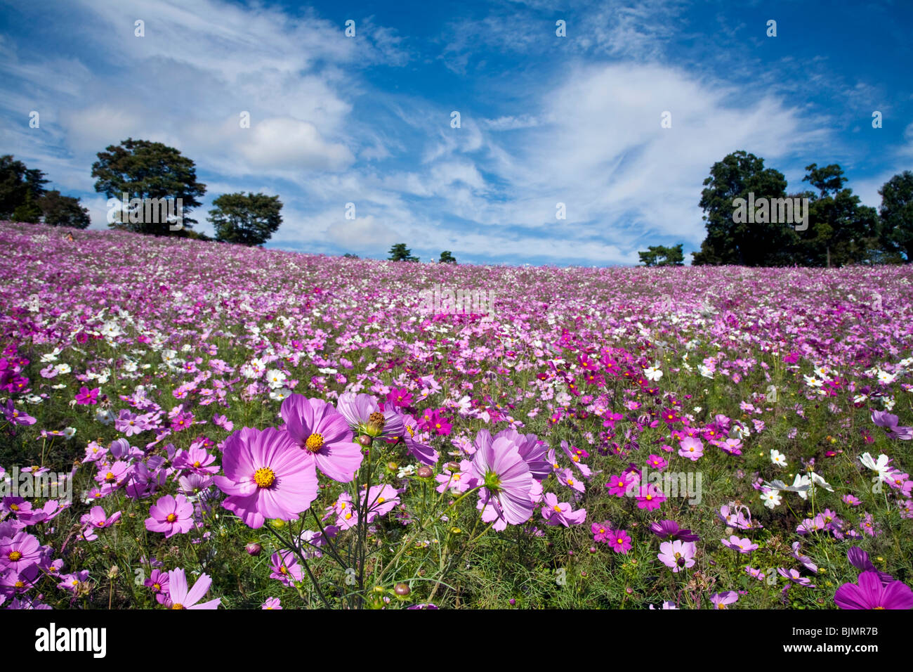 Champ Cosmos au Japon Banque D'Images