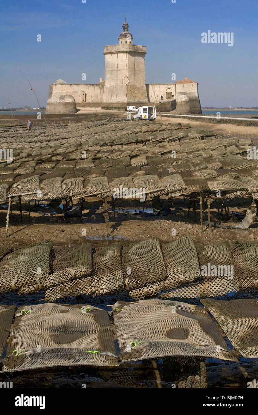 Ostreiculture près du fort Louvois, à marée basse, la pointe du Chapus , Charente-Maritime, France. Banque D'Images