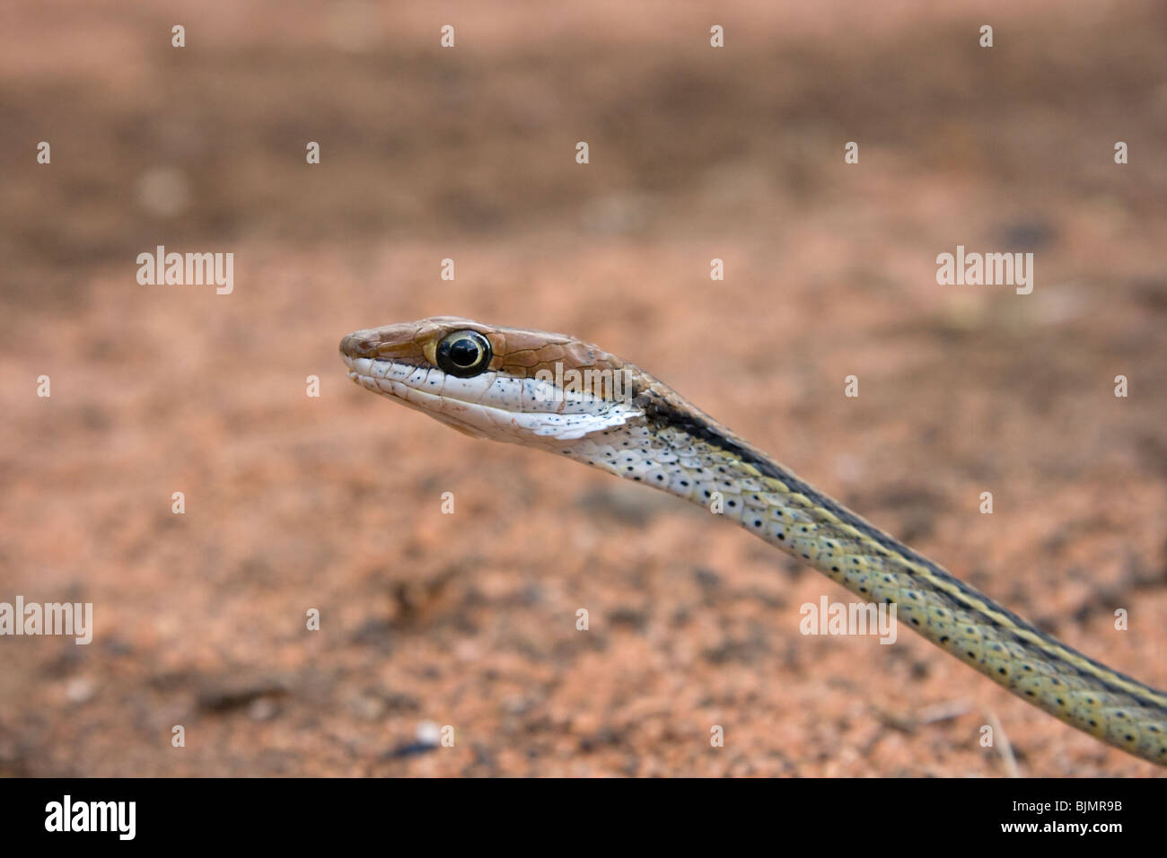 Un serpent de vigne (Thelotornis sp), portrait. Banque D'Images