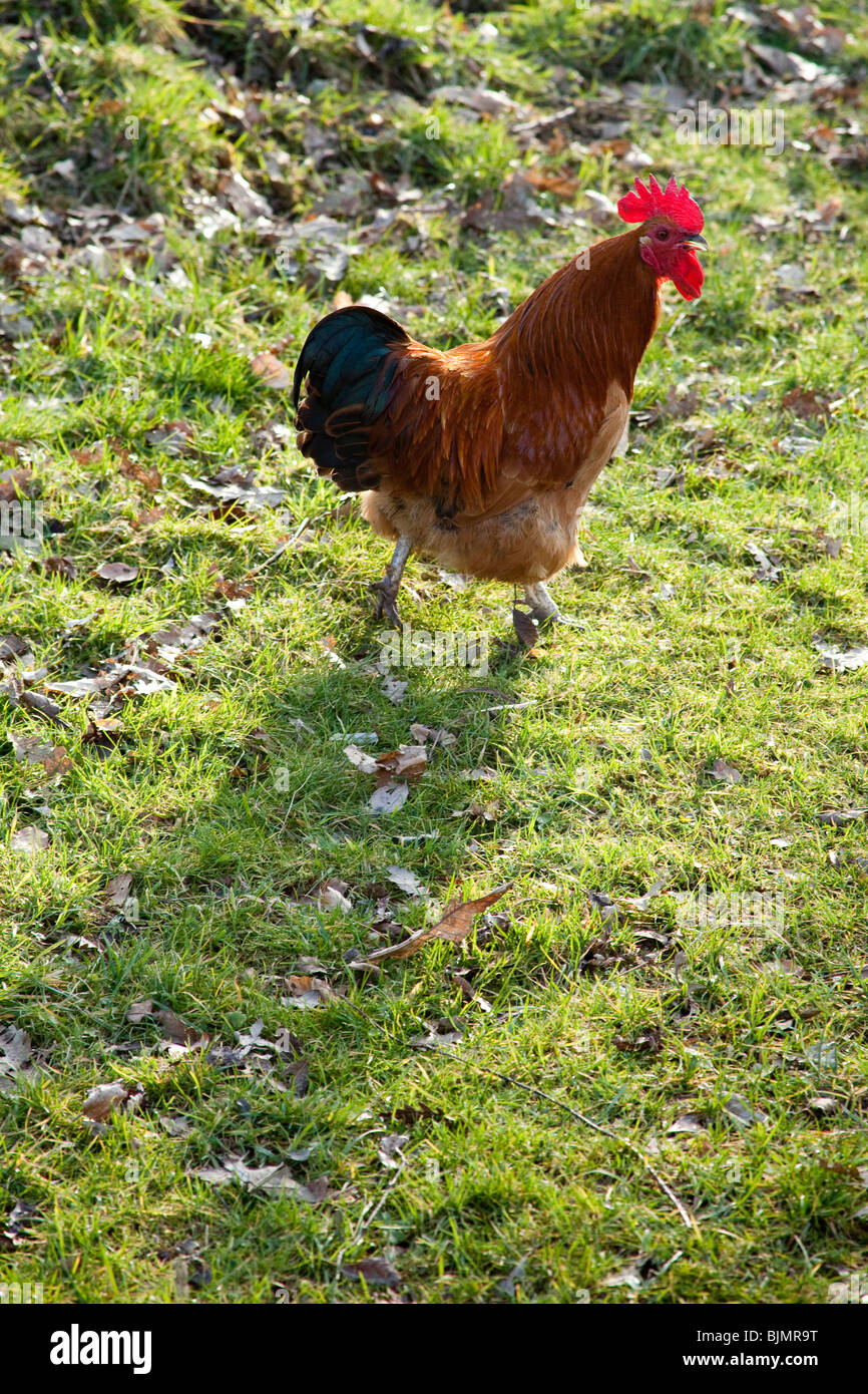Freerange poulet sur l'herbe, Hampshire, Angleterre. Banque D'Images