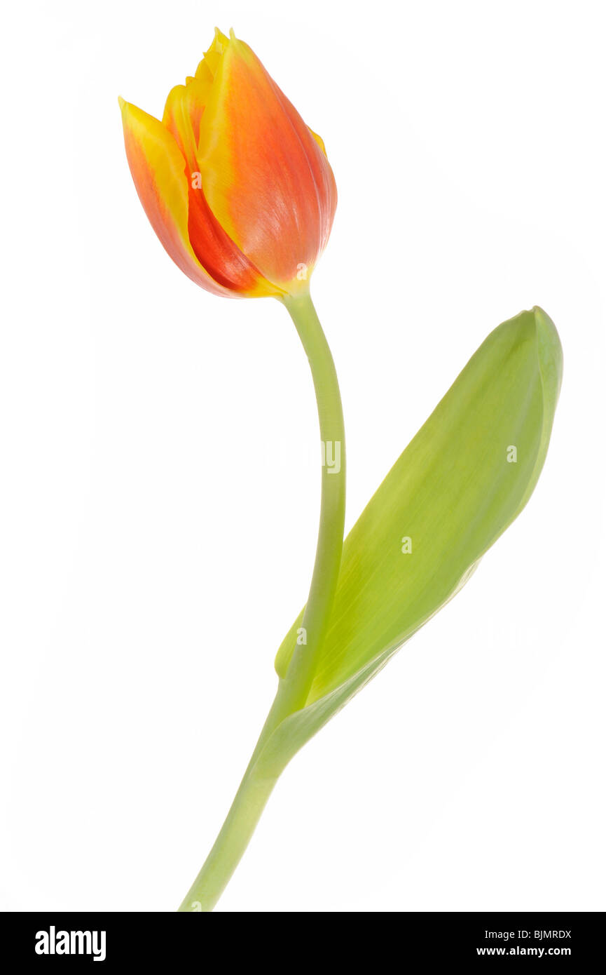Tulipe (Tulipa) Banque D'Images