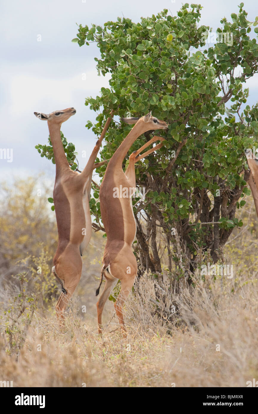 Savane tropicale Banque de photographies et d’images à haute résolution