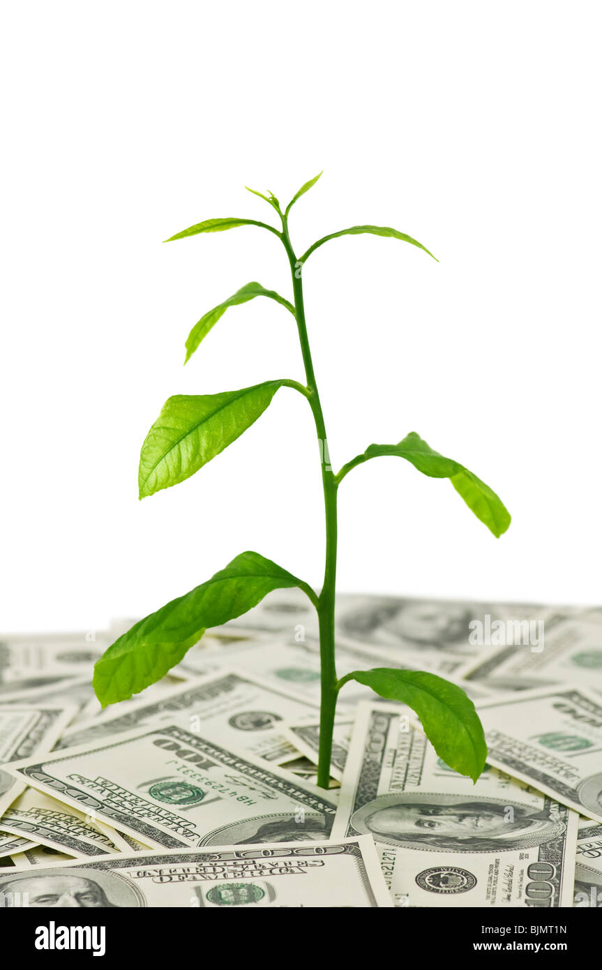 Plante en dollars heap isolated Banque D'Images