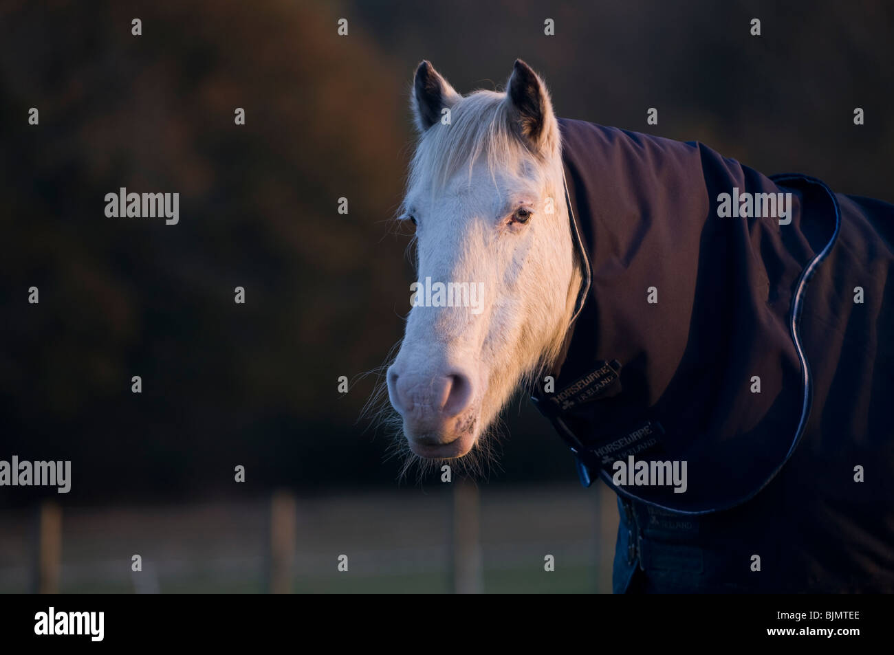 Vieux cheval blanc dans un tapis Banque D'Images