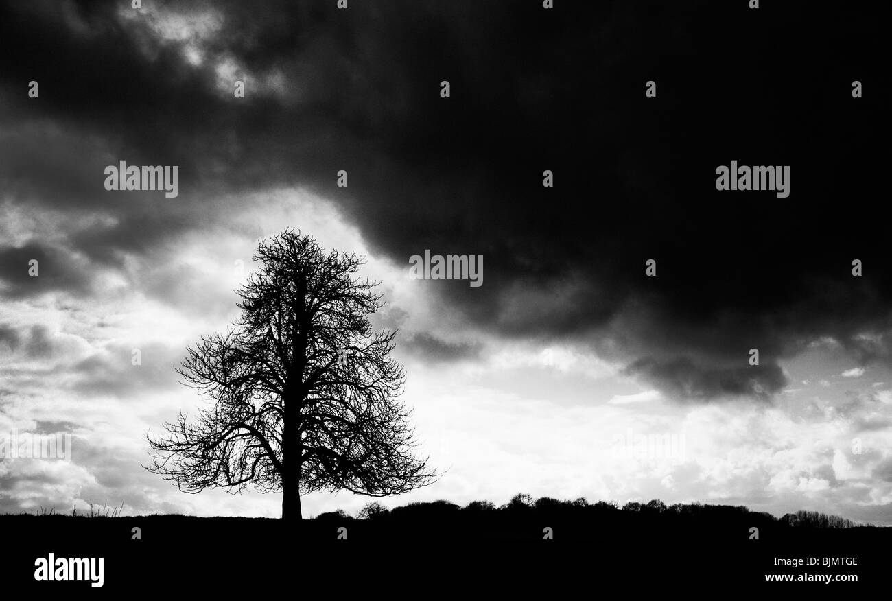 Le Marronnier d'hiver Arbre et ciel sombre dans la campagne anglaise. UK. Silhouette monochrome Banque D'Images