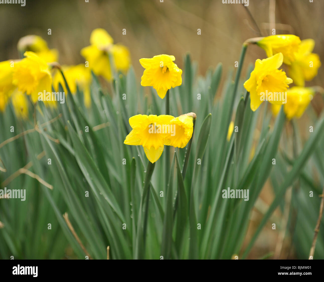 Les jonquilles Banque D'Images