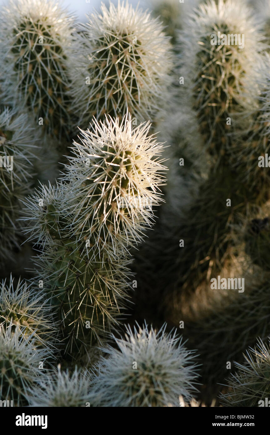 Close up of teddy bear cholla Banque D'Images