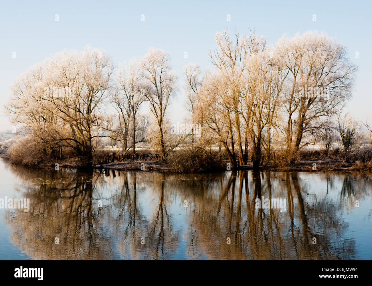 De grands arbres debout sur une berge saupoudrés de neige et de glace se reflètent dans les eaux de la rivière Avon près de Tewkesbury. Banque D'Images