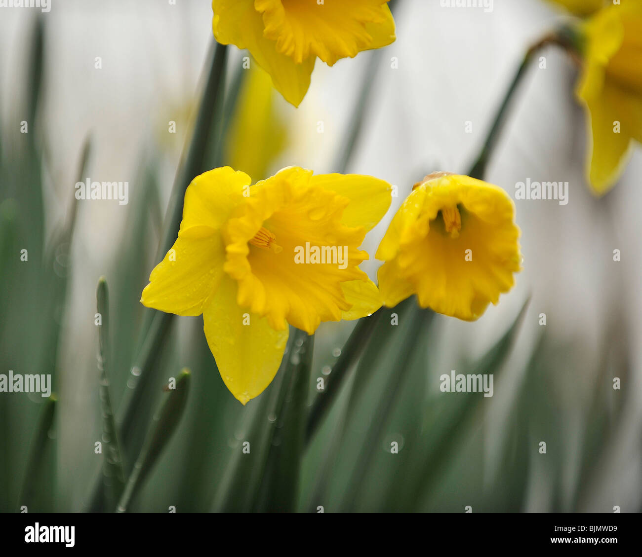 Les jonquilles Banque D'Images