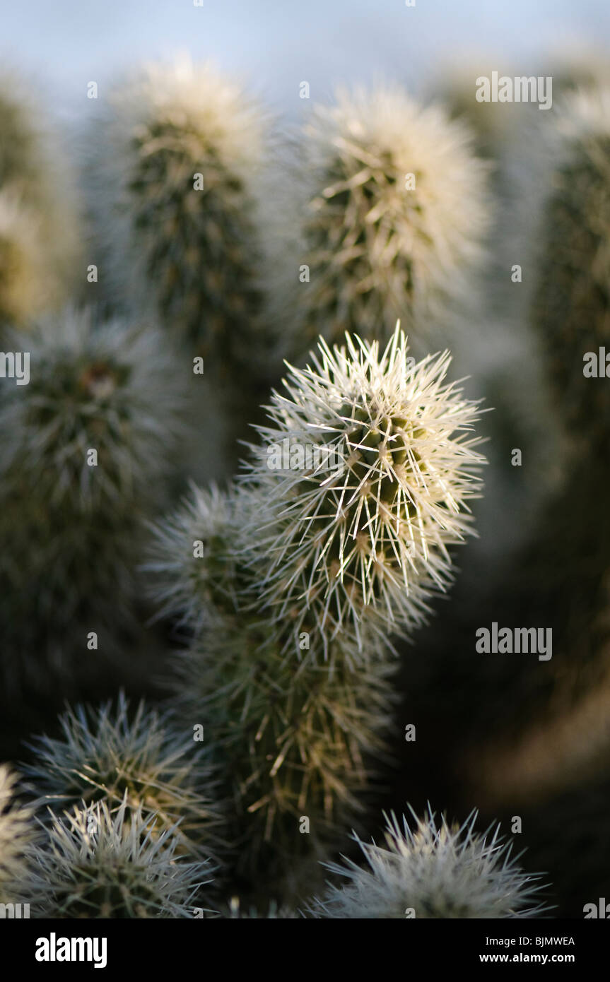 Close up of teddy bear cholla Banque D'Images