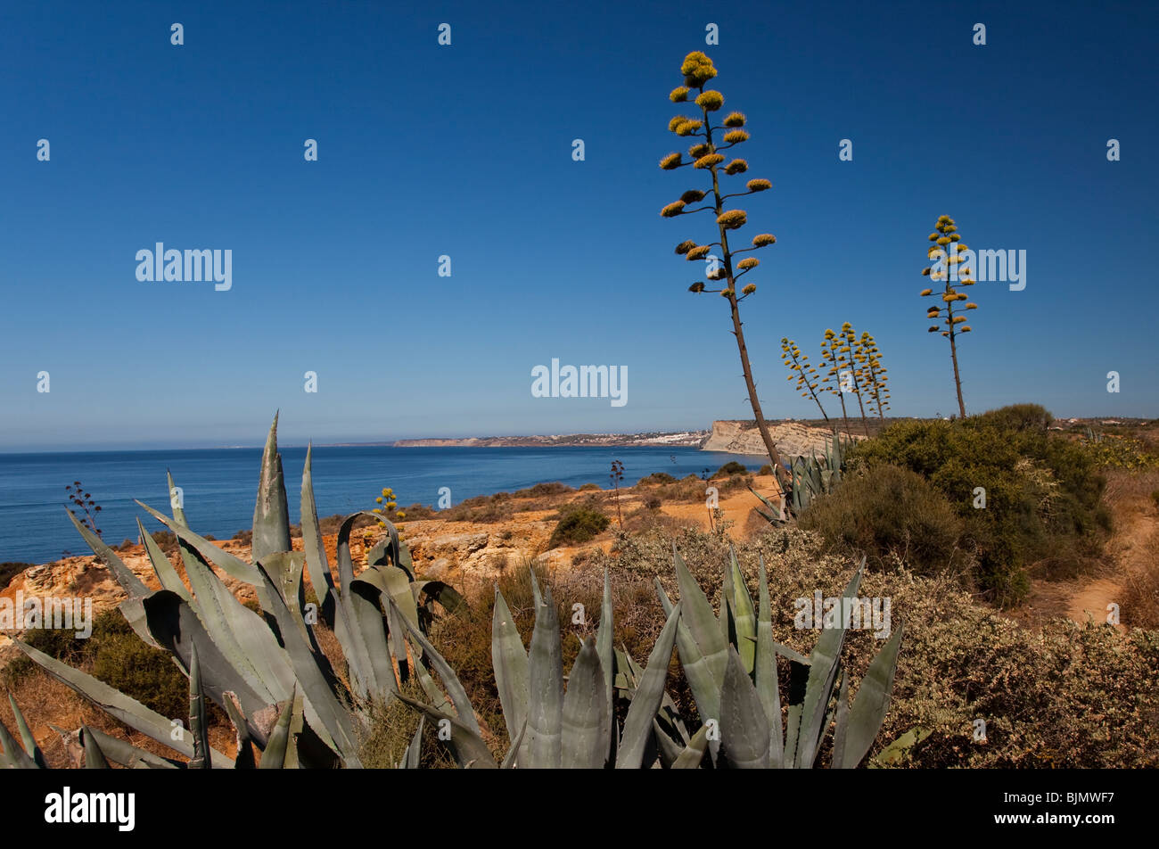 Fleurs de Agaven sur la plage en Algarve derrière le ciel bleu et la mer bleue Banque D'Images