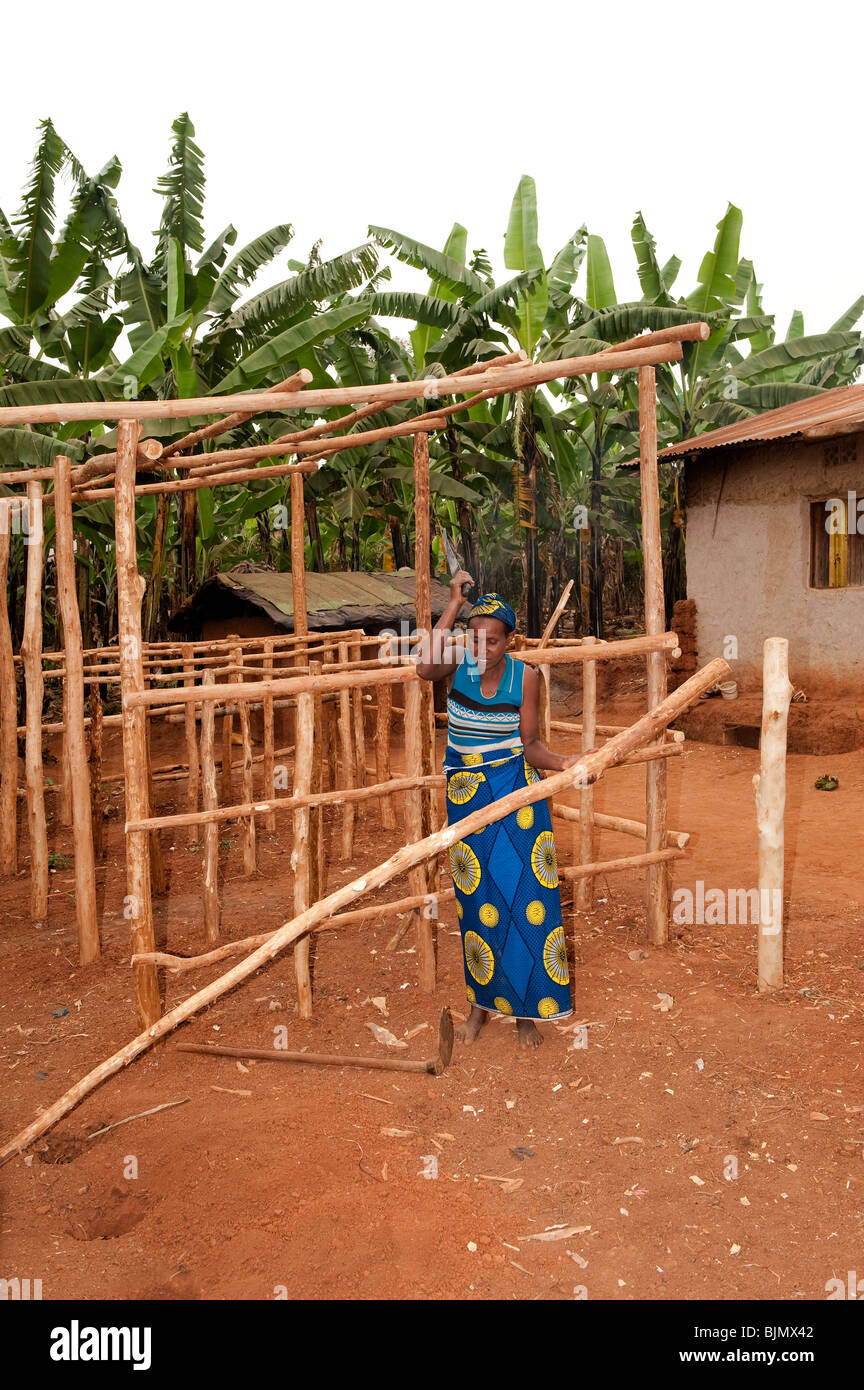 Dame de l'assemblage d'un nouveau bâtiment en bois pour les bovins du logement. Le Rwanda Banque D'Images