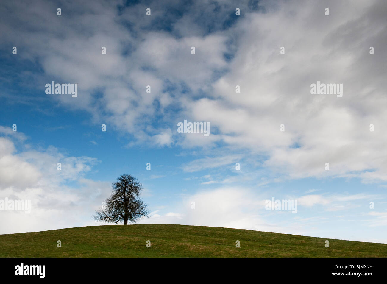 Le Marronnier d'hiver arbre dans la campagne anglaise. UK Banque D'Images