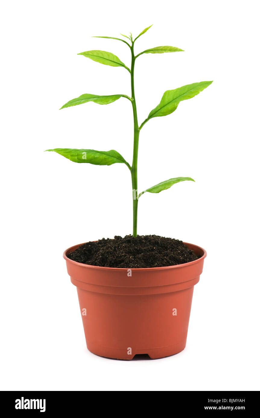 Petit arbre en pot isolated on white Banque D'Images