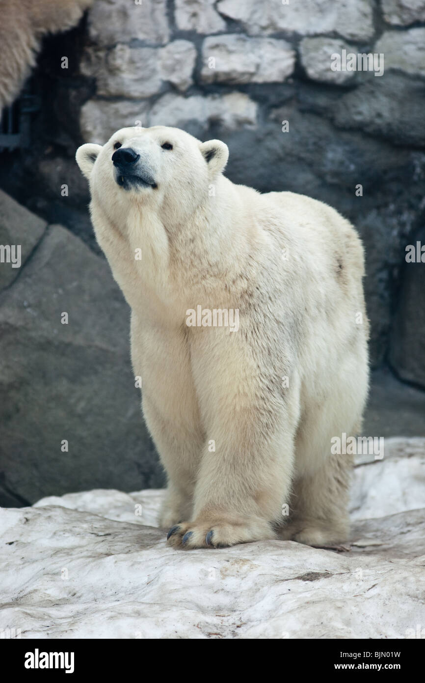 L'ours sauvages dans le zoo de Moscou. Banque D'Images