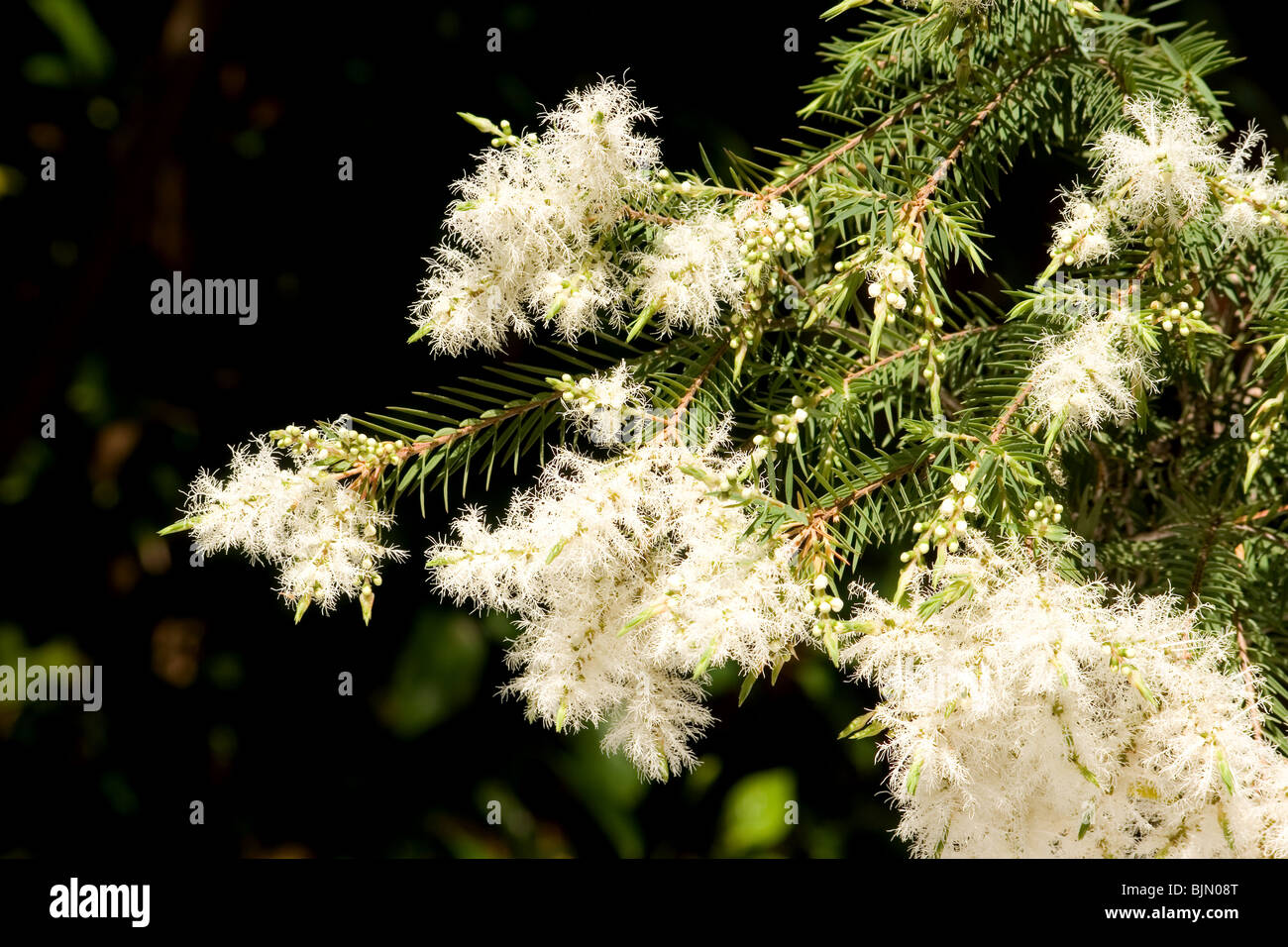 Arbre à thé (melaleuca alternifolia) blossoms Banque D'Images