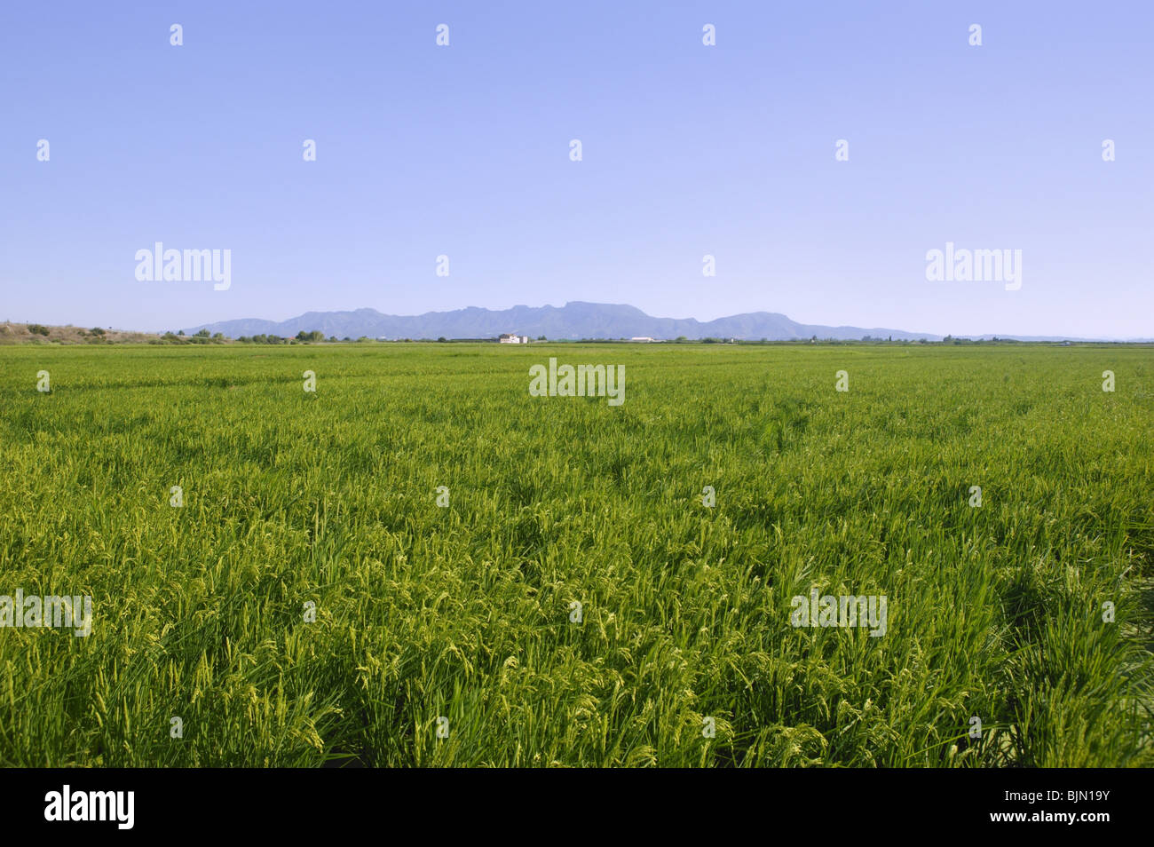 La céréale de riz champs verts en Espagne le jour ensoleillé Banque D'Images