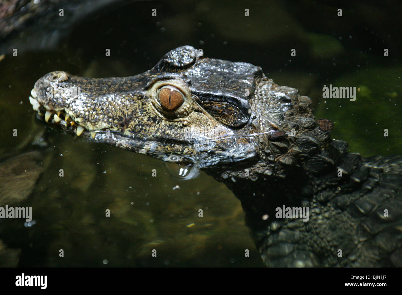 Caïman nain de Cuvier, Paleosuchus palpebrosus, Alligatoridae, Amazonie, Amérique du Sud. Plus petite Crocodillian dans le monde. Banque D'Images